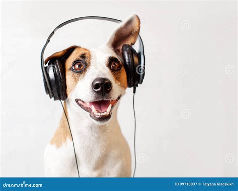 Can Dogs Listen to Music? Exploring the Intriguing Intersection of Canine Ears and Musical Melodies